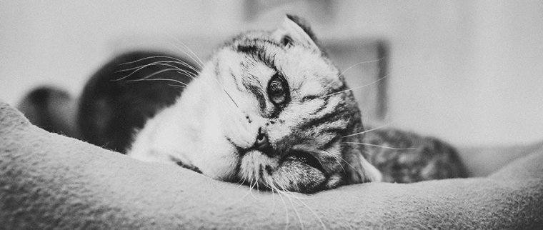 chat seul